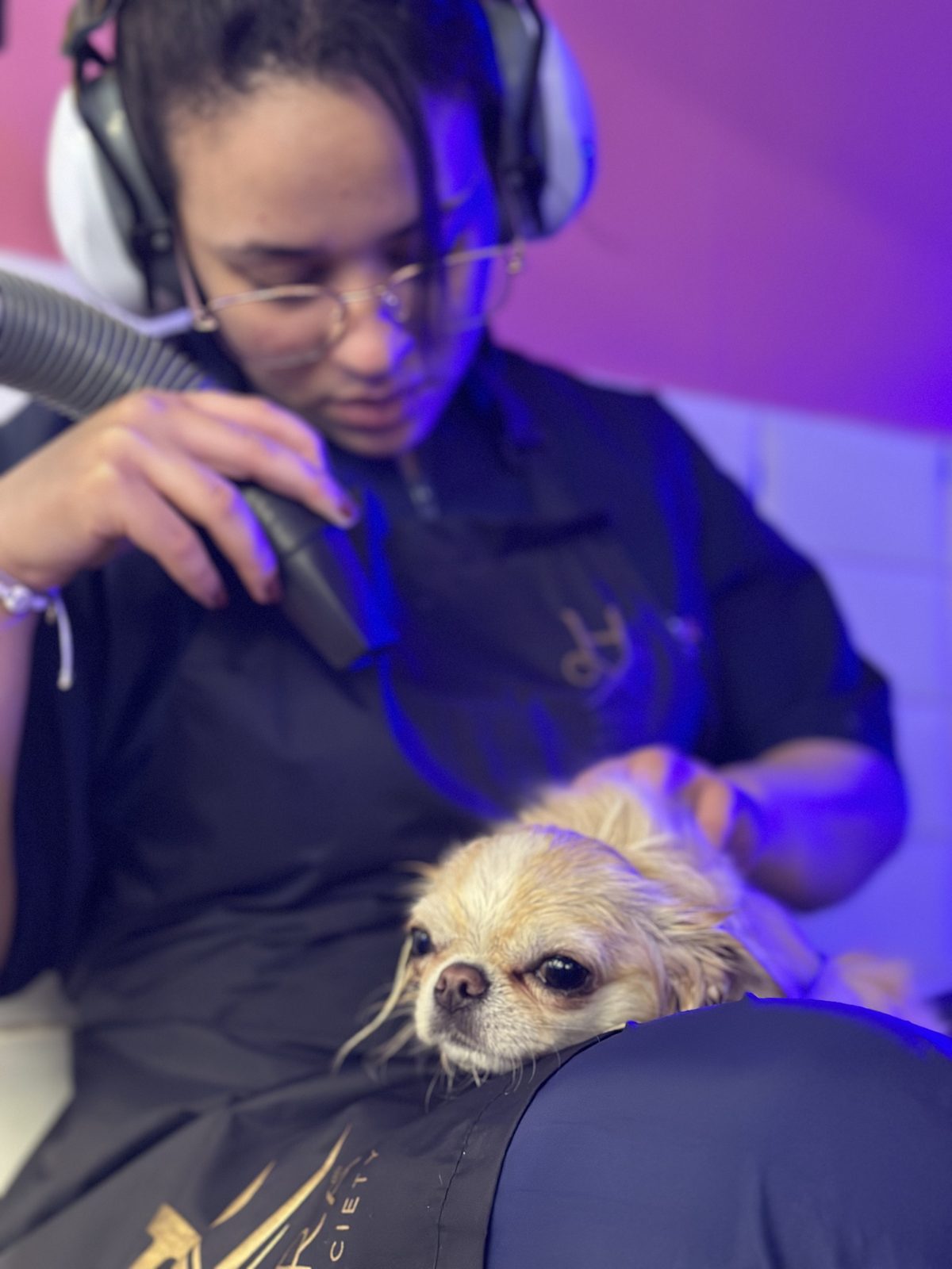 Tosa de cachorro no colo com fones antiestresse no Clube04 pet shop Rio Preto